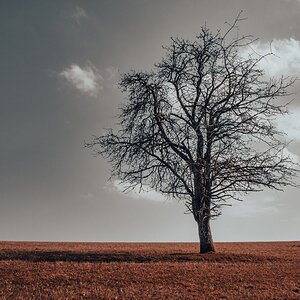 Baum bei Dickschied im Wispertaunus