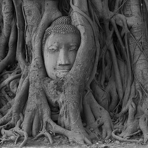 Wurzeln Ayutthaya