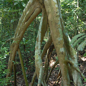 Bukit Timah.jpg