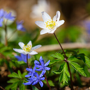 Wald-Ensemble-7836.jpg