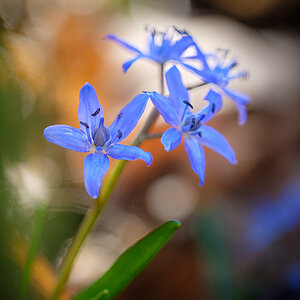 Zweiblättriger Blaustern -7874.jpg