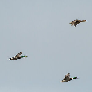 20220326-D50_4228-Bearbeitet.jpg