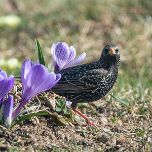 StarKrokus-.jpg
