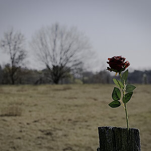 Eine Rose auf dem Zaunpfahl.jpg