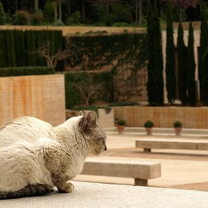Palastkatze