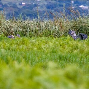 D50_6372-Bearbeitet.jpg