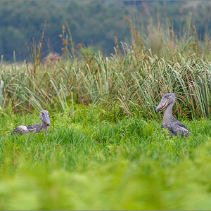 D50_6385.jpg