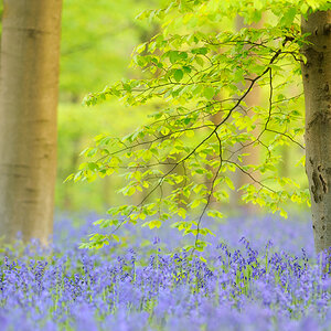 Blue Bells