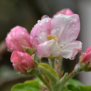 apfelblüte_08_04_2022_1200.jpg
