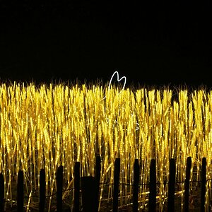 Hase im Kornfeld komprimiert.jpg