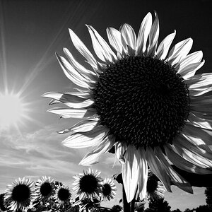 Sonnenblume