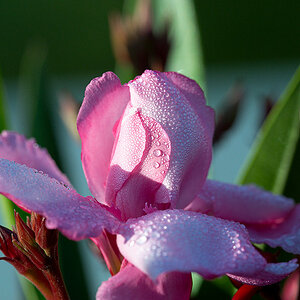 Oleanderblüte im Frühtau
