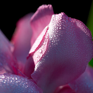 oleanderblüte tau