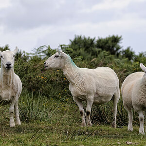 Exmoor (Devon)