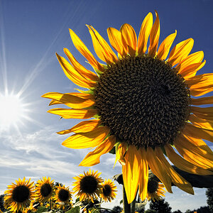 Sonnenblume
