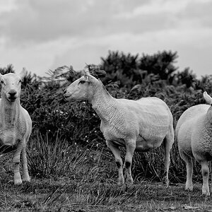 Exmoor (Devon)