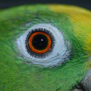 Amazone mit geliehenem Macro