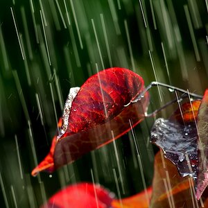 regen www (1)
