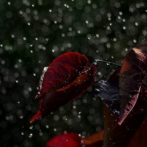 regen www 1