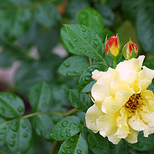 die Rose 01