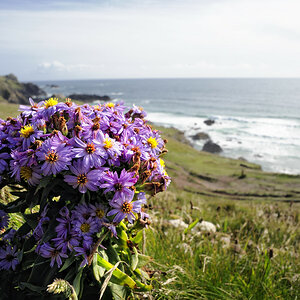Kynance Cove (Cornwall)