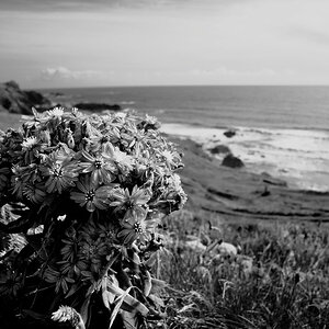 Kynance Cove (Cornwall)