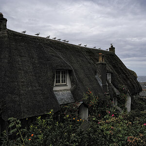 Cadgwith (Cornwall)
