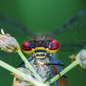 Adonislibellenportrait