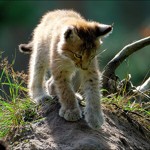 Wildpark Granat 2009 08 14 D2X 3559 1a