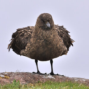 handa bonxie3