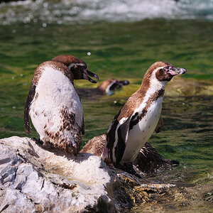 Humboldtpinguine Ehekrise