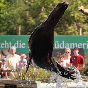Mähnenrobbenfütterung 3