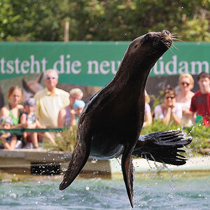 Mähnenrobbenfütterung 4
