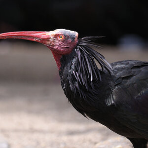 Waldrapp