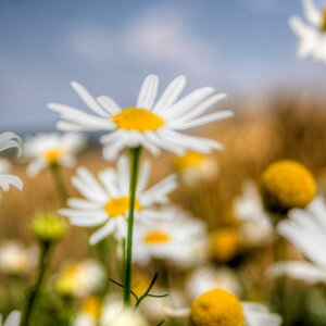 NATUR2