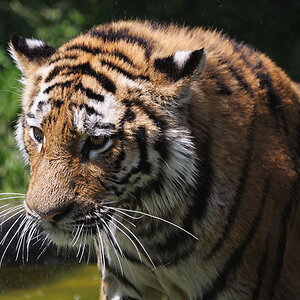 Tiger 2