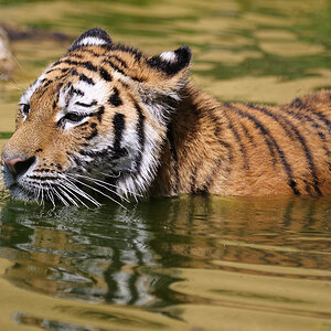 Tiger 3