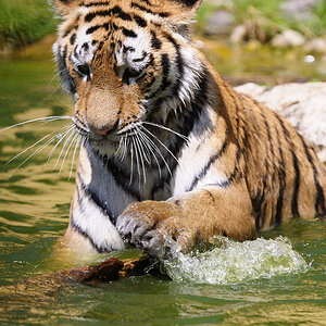 Tiger spielt mit altem Holz 2
