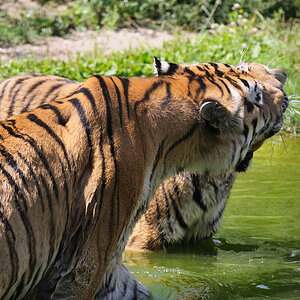 Tigerspiele 1