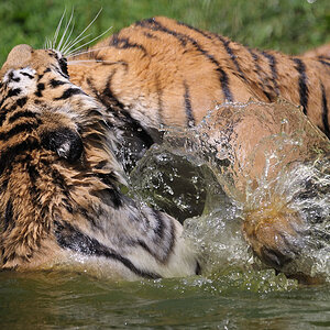 Tigerspiele 3