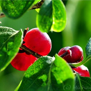 Rote Beeren