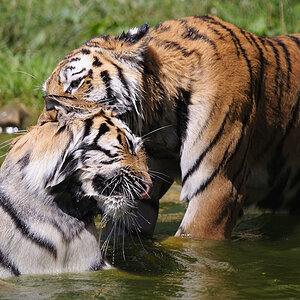 Tigerspiele 5