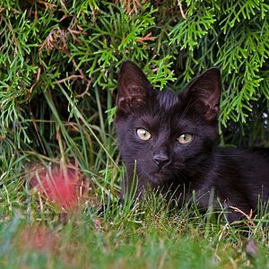 Katze 01 schwarz