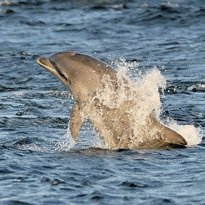 Bottlenose Dolphin Chanonry Point 1