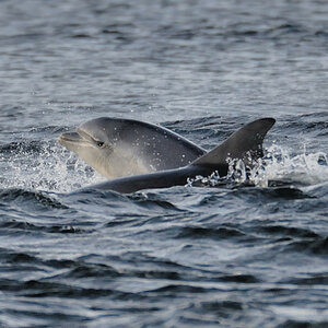 Bottlenose Dolphin Chanonry Point 2