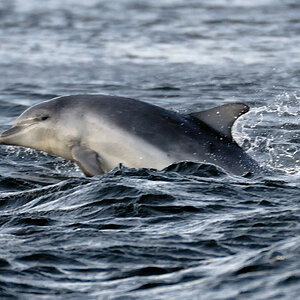 Bottlenose Dolphin Chanonry Point 3