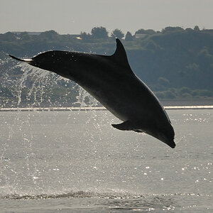 Bottlenose Dolphin Chanonry Point 4