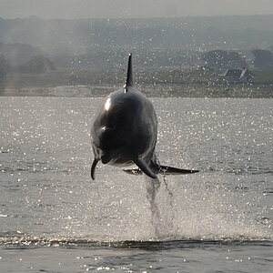 Bottlenose Dolphin Chanonry Point 5