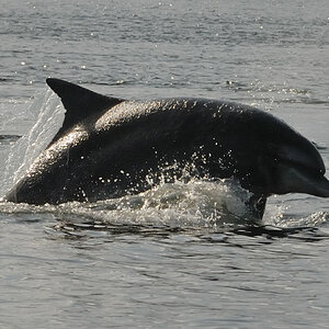 Bottlenose Dolphin Chanonry Point 6