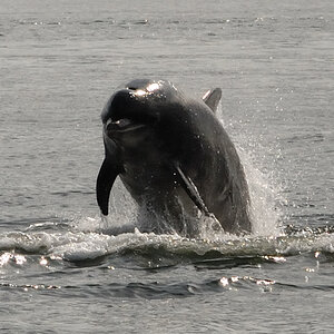 Bottlenose Dolphin Chanonry Point 7